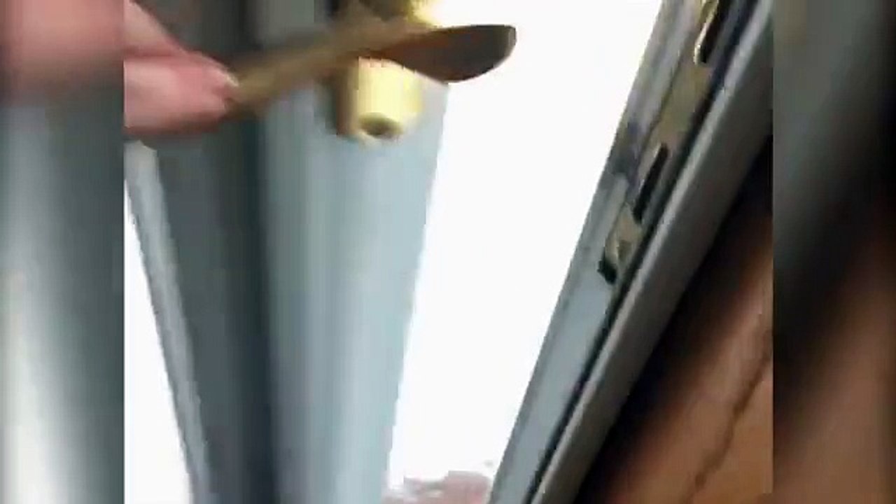 Dog Hates Snow