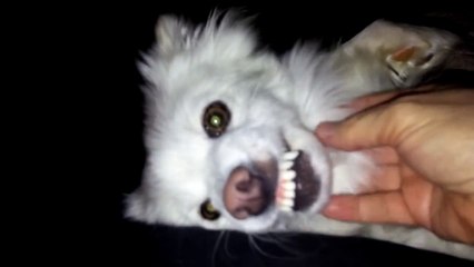 Boston Terrier dog likes his belly tickled! Funny face ~ CUTE! (Original)