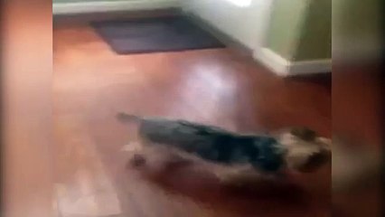 Dog thinks dolls are real