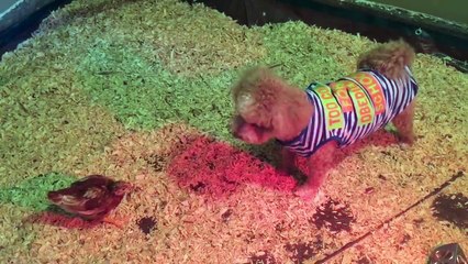 Dog Plays With Chicken | Unlikely Friends