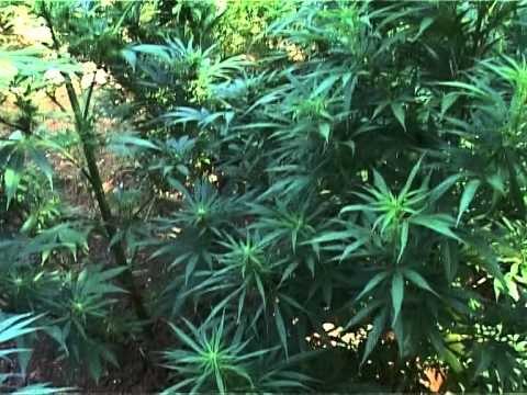 OPERACIONI ANIKANABIS NE KRUJE,POLICIA ASGJESOI 3541 RRENJE LENDESH NARKOTIKE LAJM