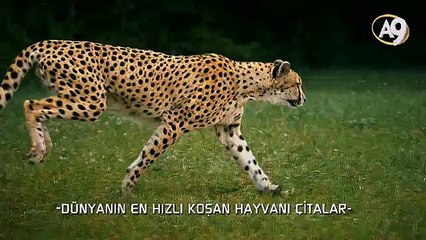 Dünyanın en hızlı koşan hayvanı: Çitalar