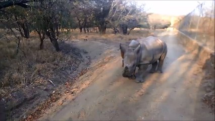 You won't see anything cuter today - orphaned baby white rhino 'Little G' real...-936899286392515