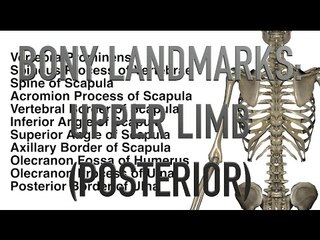 Bony Landmarks - Upper Limb - Posterior - Quiz