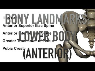 Bony Landmarks - Lower Body - Anterior - Quiz