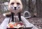 Happy Fox Enjoys Thanksgiving Feast