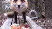 Happy Fox Enjoys Thanksgiving Feast