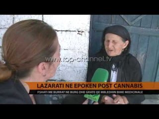 Lazarati në epokën post kanabis - Top Channel Albania - News - Lajme