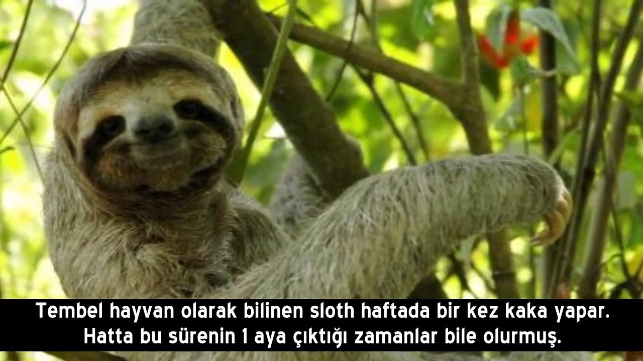 Kaka Hakkında Bilmediğiniz 10 ilginç Gerçek