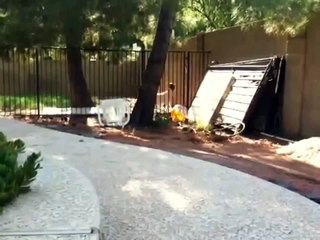 Козёл паркурщик.Прикол!