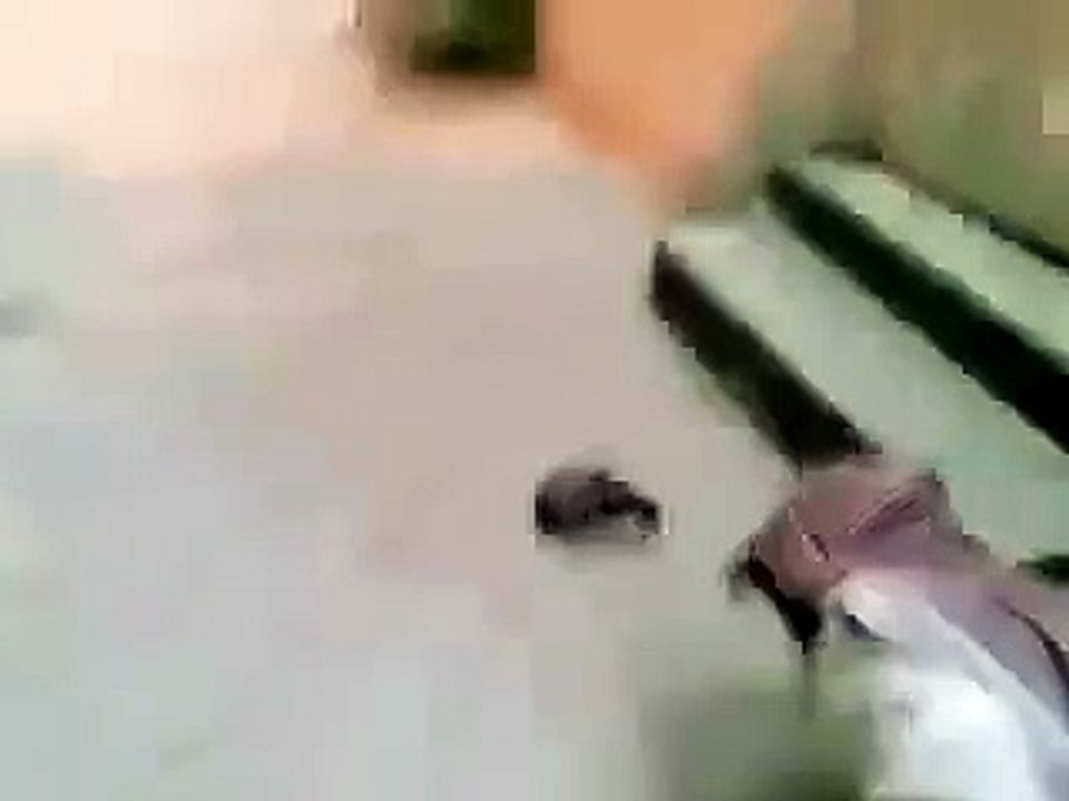 حمامه ساجده في وقت الاذان في الحرم المكي