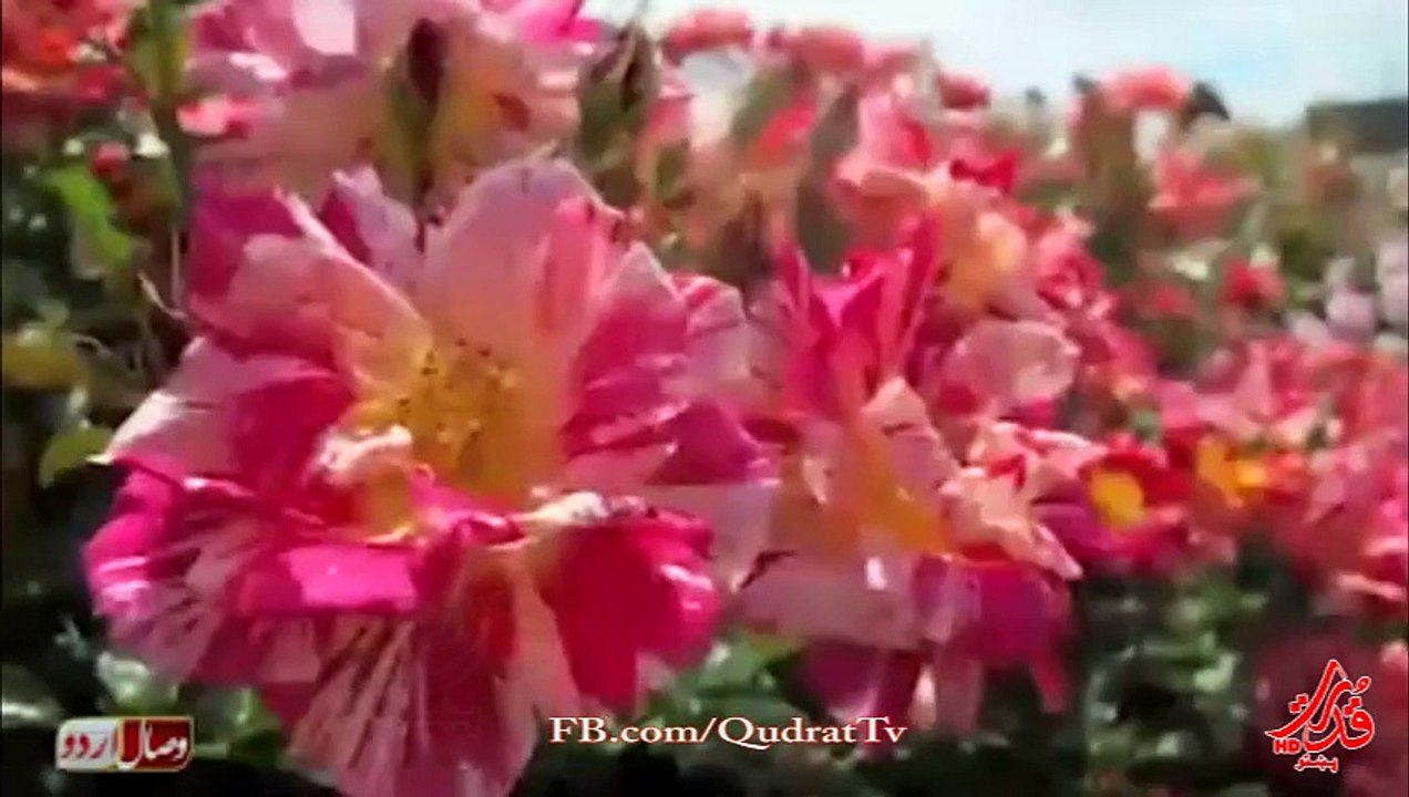 Khalifa first Abu Bakr, may Allah be pleased with him ur second Khalifa Omar ibn al-Khattab may Allah be pleased with him Kے Barے Khobesort systems