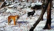 La cabra y el tigre que son amigos