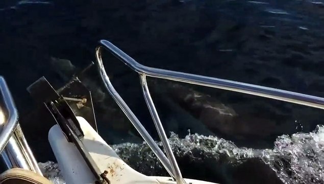 Un increíble viaje marino junto a delfines y ballena