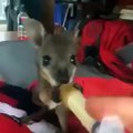 Cutest kangaroo ever kangaroo baby