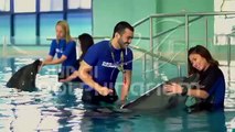 Dolphin Show at Dubai Dolphinarium, Meet, Swim & Play with Dolphins!