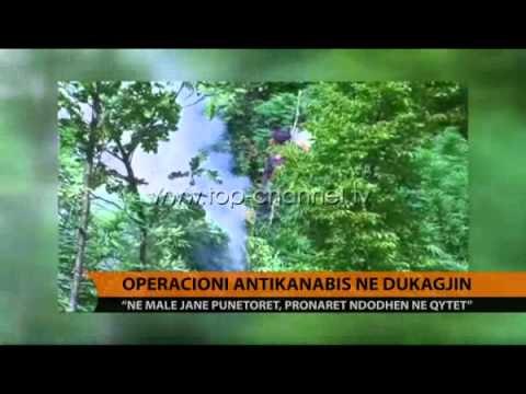Operacioni antikanabis në Dukagjin - Top Channel Albania - News - Lajme