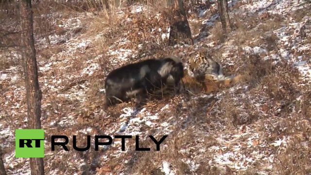 Russie : L'amitié improbable entre un tigre et une chèvre