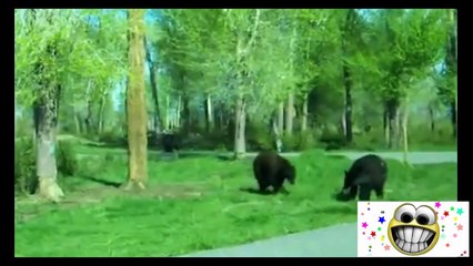 Funny ANIMAL FAILS compilation, Try not to laugh animals