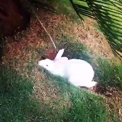 this rabbit digging for his new home