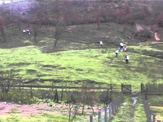 PERMBYTJET BURREL SHEMBEN 30 SHTEPI DHE 10 URA LAJM