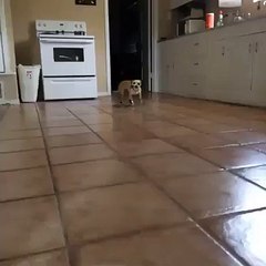 Funny Videos : Biker Dog