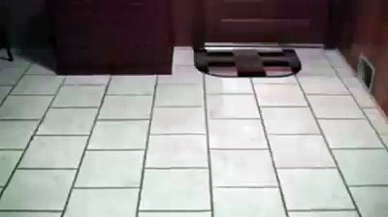 racing with dogs