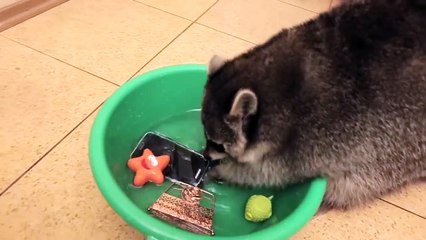 Funny Animal: Енот-маньяк