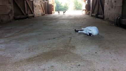 Funny Animal: Lady Bug & Princess Leia meet Moo the barn cat
