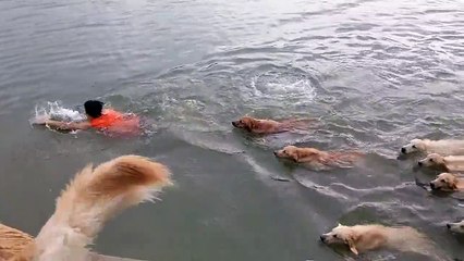 Funny Animal: Swimming With Golden Retrievers