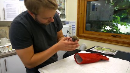 Funny Animal: Cute baby hedgehogs sneezing