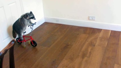 Funny Animal: Melanie Raccoon riding bike-side angle