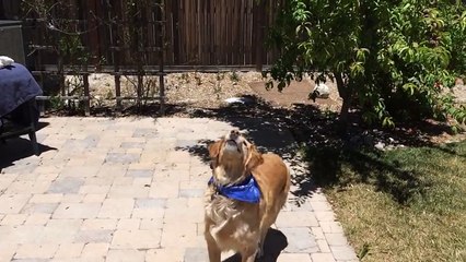 Funny Animal: Fritz Learns to Catch- Sausage Compilation