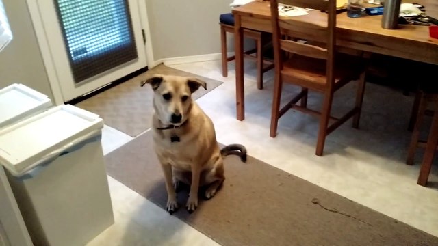 Funny Animal: My dog gets super excited at the food bin being opened, yet she's very well disciplined.