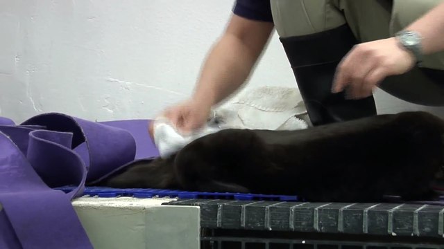 Funny Animal: A Day in the Life of Shedd's Sea Otter Pup- Grooming
