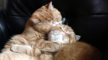 Funny Animal: When love from brothers, Seamus and Angus, takes an unexpected turn.