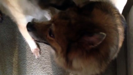 Funny Animal: We asked the groomer to give our dog Stains a -Lion Cut- -