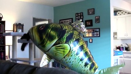 Funny Animal: Top 10 Cat Superpowers!