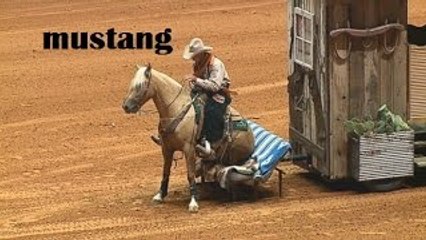 Domando Cavalos - Mustang Millionaire