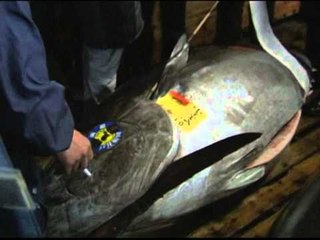 TREGETIA E PESHKUT SHITJE ME ÇMIM REKORD E PESHKUT TON NE JAPONI LAJM