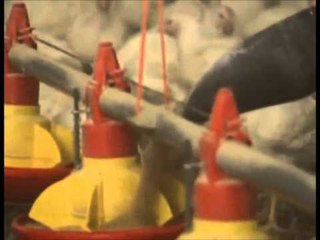 SKANDALI I DIOKSINES ANALIZAT SHFAQIN NIVEL REKORD TE TOKSINAVE LAJM