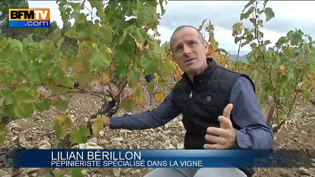 Cop21: comment les vignes s'adaptent au réchauffement climatique