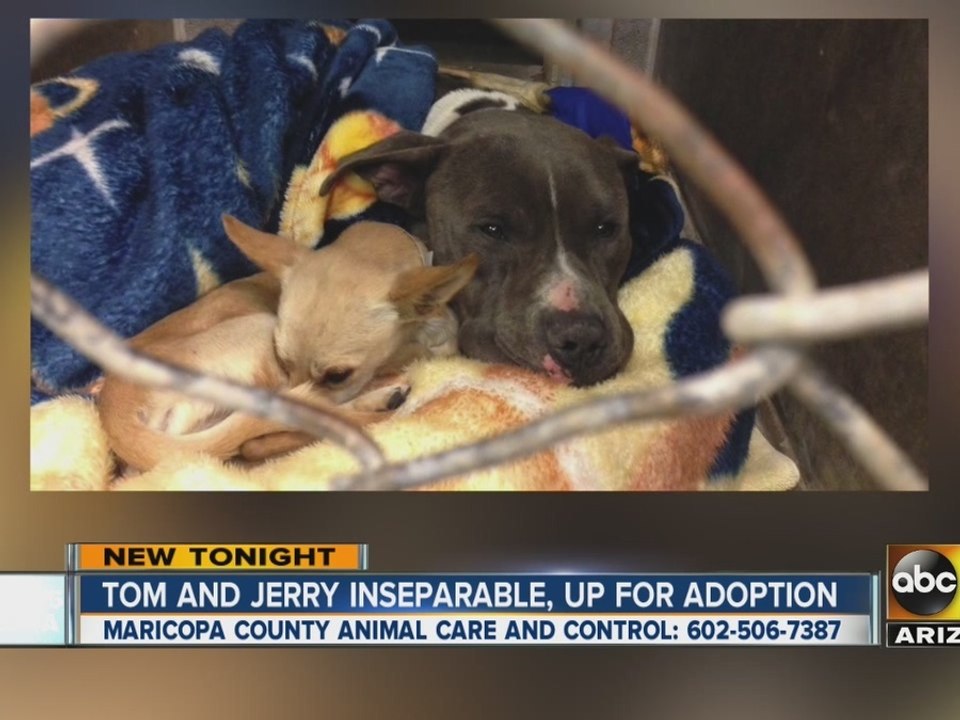 Tom & Jerry looking to get adopted