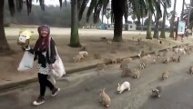 Зверское нападение кроликов на девушку 18-приколы видео бесплатно