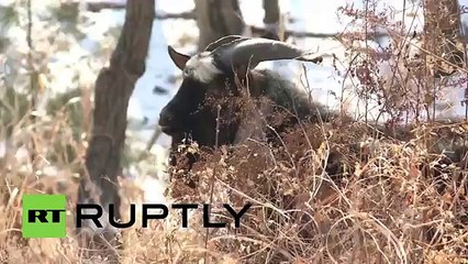 Un tigre se lie d'amitié avec une chèvre qu'il devait manger dans un parc safari (Russie)