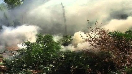 POLICIA E BERATIT ZBULON DISA PARCELA ME KANABIS SATIVA, ARRESTOHEN 4 PERSONA LAJM