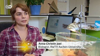 Fluid transport, lizard-style | Tomorrow Today