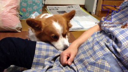Funny comparison between dogs and cats - Funny animal compilation