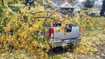 Car covered by fallen tree following ice storm