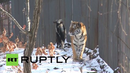 L'Histoire d'Amitié improbable entre un Tigre et son dîner, une Chèvre